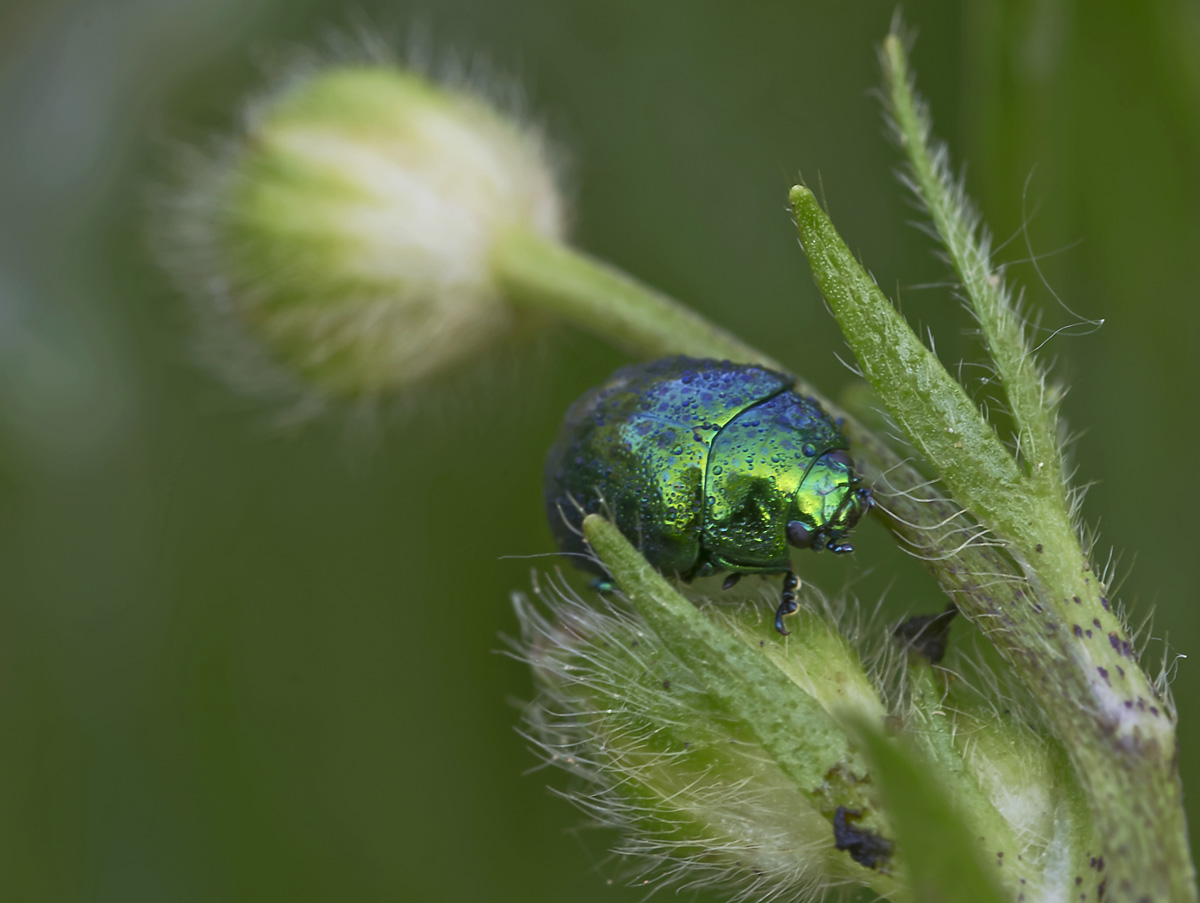 Cetoniidae Protaetia speciosissima?  No, Chrysomelidae: cfr. Chrysolina sp.